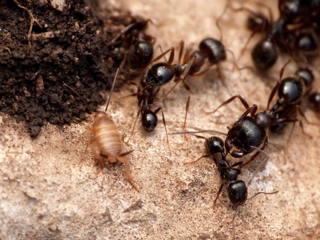 Myrmecophilus